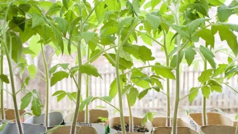 Den beste sorten for tidlig modning, ifølge sommerbeboere, er Early King-tomaten: hvorfor den er så god og hvorfor den er verdt å dyrke