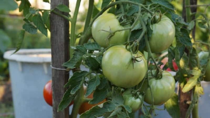 Die beste frühreifende Sorte ist laut Sommerbewohnern die Early King-Tomate: Warum sie so gut ist und warum es sich lohnt, sie anzubauen