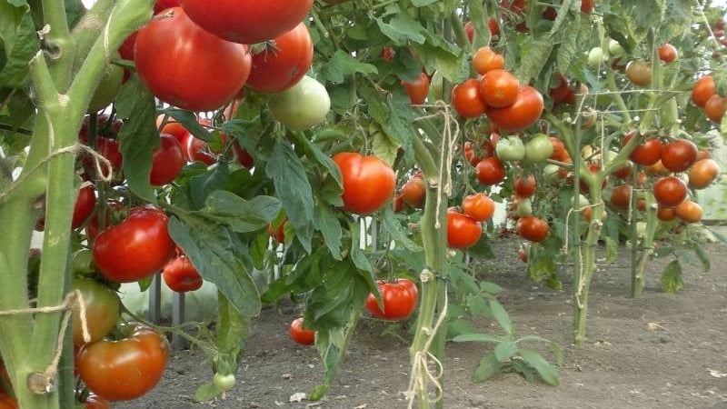 Yaz sakinlerine göre en iyi erken olgunlaşan çeşit, Erken Kral domatesidir: neden bu kadar iyi ve neden büyümeye değer?