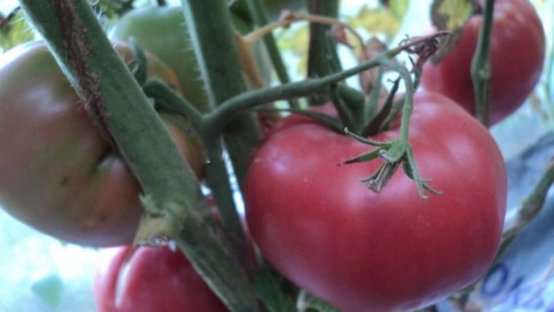 Den bedste tidlige modningssort, ifølge sommerbeboere, er Early King-tomaten: hvorfor den er så god, og hvorfor den er værd at dyrke