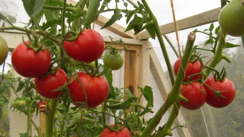 Nous obtenons un rendement élevé avec des coûts et des risques minimes en cultivant une tomate kolkhozienne productive