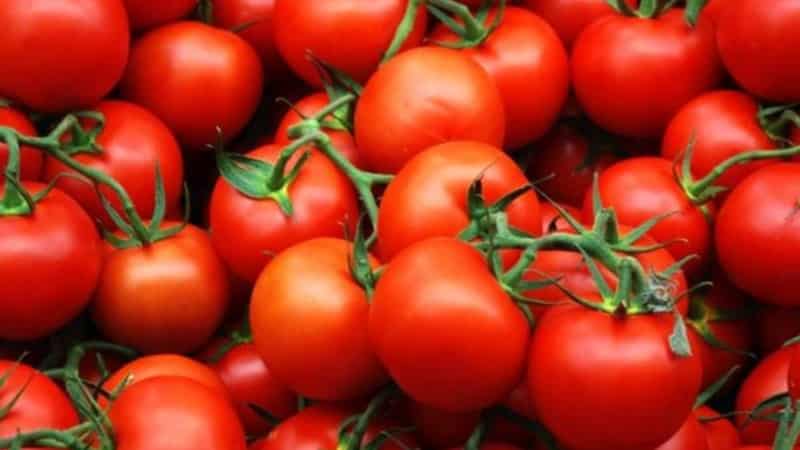 Obtemos um alto rendimento com custos e riscos mínimos ao cultivar um tomate Kolkhoz produtivo