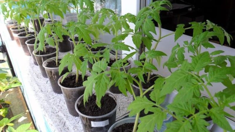 We get a high yield with minimal costs and risks by growing a productive Kolkhoz tomato