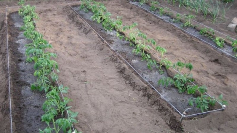 We get a high yield with minimal costs and risks by growing a productive Kolkhoz tomato