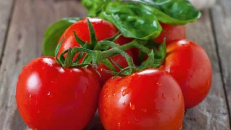 We get a high yield with minimal costs and risks by growing a productive Kolkhoz tomato