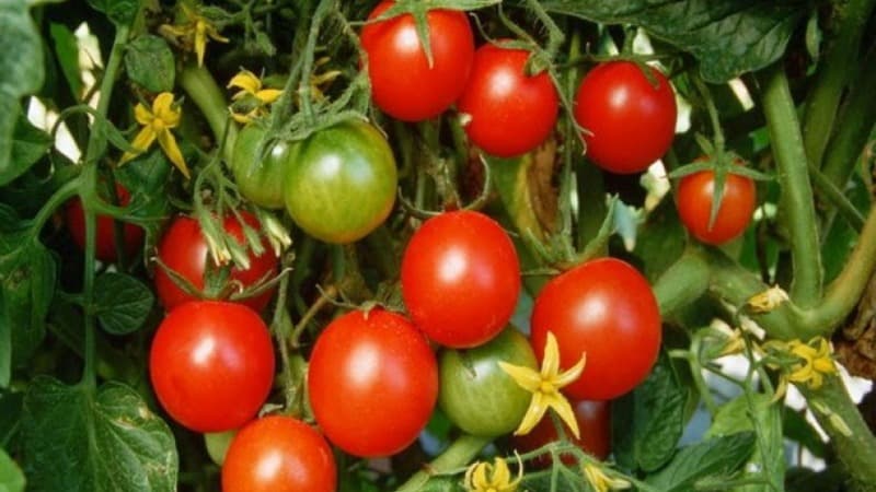 We get a high yield with minimal costs and risks by growing a productive Kolkhoz tomato