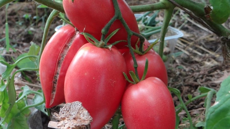 Hasil tuaian yang banyak, rasa yang menakjubkan dan warna yang cerah - tomato emas Koenigsberg dan panduan untuk membesarkannya