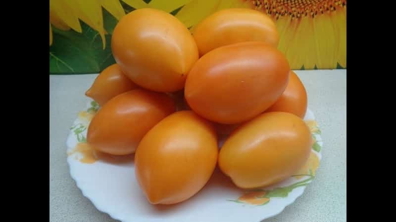 Hasil tuaian yang banyak, rasa yang menakjubkan dan warna yang cerah - tomato emas Koenigsberg dan panduan untuk membesarkannya