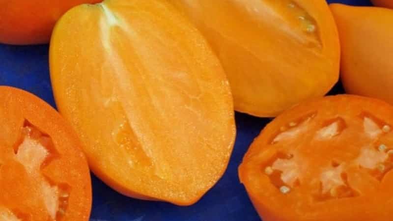 Colheita rica, sabor incrível e cor brilhante - o tomate dourado Koenigsberg e um guia para seu cultivo