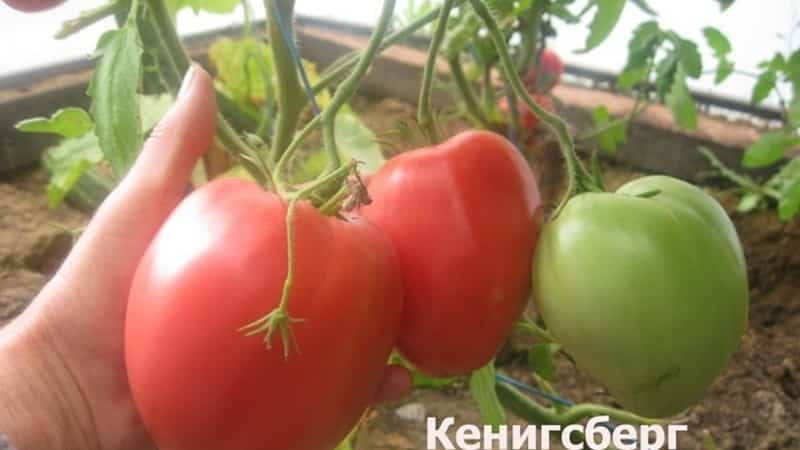 Colheita rica, sabor incrível e cor brilhante - o tomate dourado Koenigsberg e um guia para seu cultivo