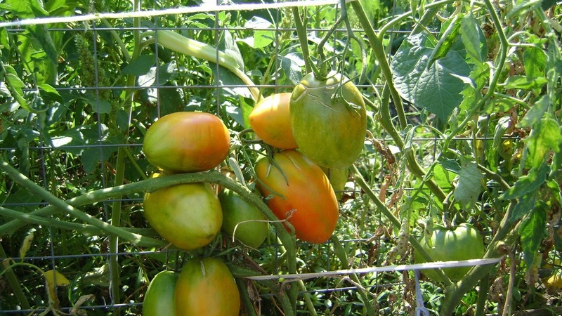 Thu hoạch phong phú, hương vị tuyệt vời và màu sắc tươi sáng - cà chua vàng Koenigsberg và hướng dẫn trồng nó