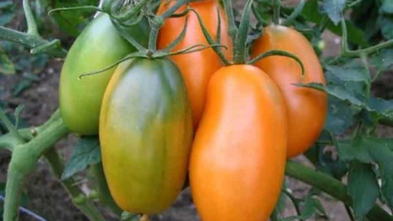 Mayaman na ani, kamangha-manghang lasa at maliwanag na kulay - ang Koenigsberg golden tomato at isang gabay sa pagpapalaki nito