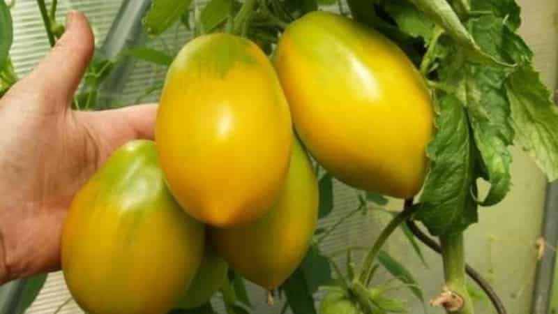 Mayaman na ani, kamangha-manghang lasa at maliwanag na kulay - ang Koenigsberg golden tomato at isang gabay sa pagpapalaki nito