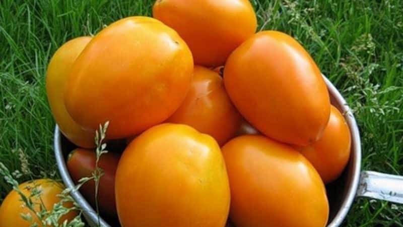 Mayaman na ani, kamangha-manghang lasa at maliwanag na kulay - ang Koenigsberg golden tomato at isang gabay sa pagpapalaki nito