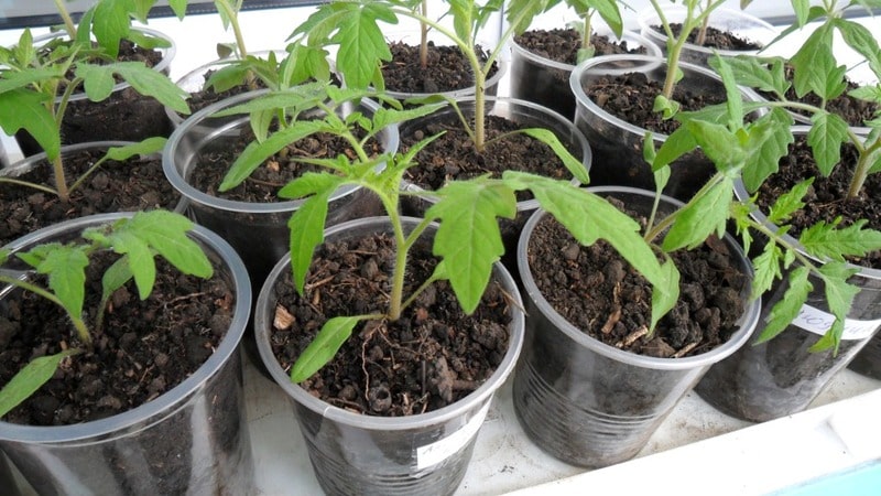 Développement de sélectionneurs domestiques pour le climat russe - Tomate Valentina