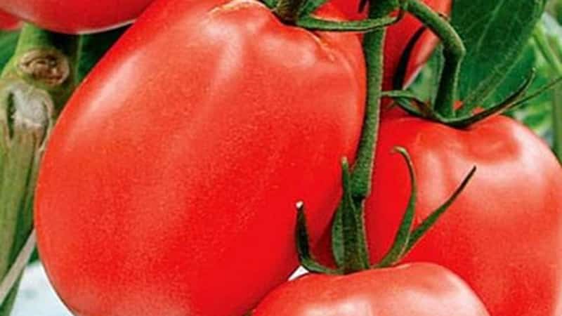 Pembangunan penternak domestik untuk iklim Rusia - tomato Valentina