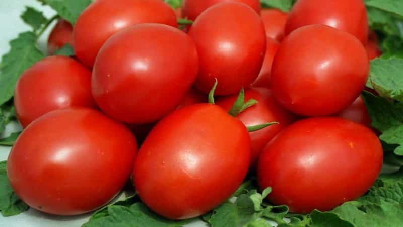 Pembangunan penternak domestik untuk iklim Rusia - tomato Valentina