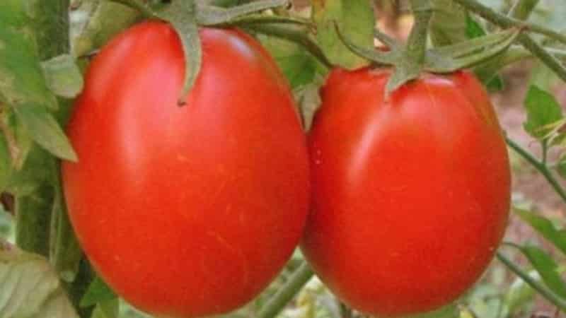 Développement de sélectionneurs domestiques pour le climat russe - Tomate Valentina