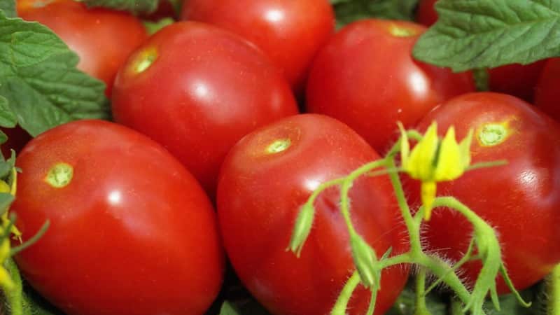 Desarrollo de obtentores nacionales para el clima ruso: tomate Valentina.