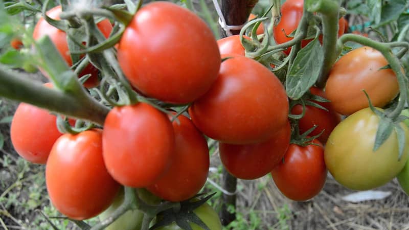 Desarrollo de obtentores nacionales para el clima ruso: tomate Valentina.