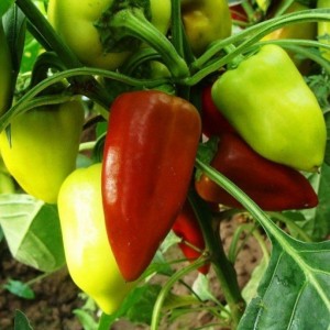 Como cultivar pimenta Ternura, testada pelo tempo e amada pelos jardineiros