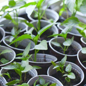 Com cultivar el pebrot Tendència, provada pel temps i estimada pels jardiners