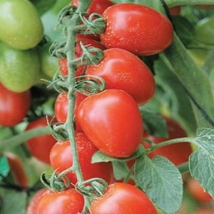 Bagaimana untuk menanam Barberry hibrid tomato di laman web anda dan apakah kualiti positif yang ada padanya