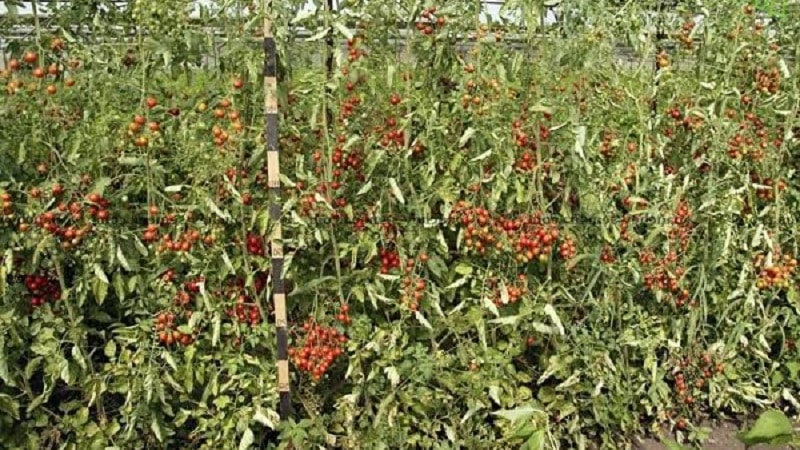 Paano palaguin ang isang tomato hybrid na Barberry sa iyong site at kung anong mga positibong katangian mayroon ito