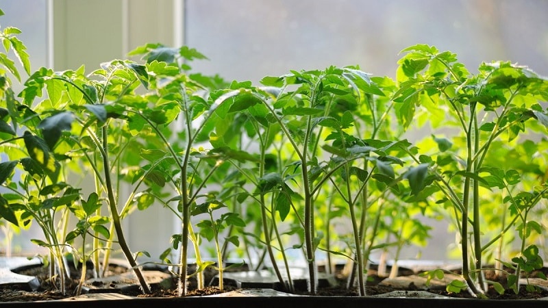 Paano palaguin ang isang tomato hybrid na Barberry sa iyong site at kung anong mga positibong katangian mayroon ito