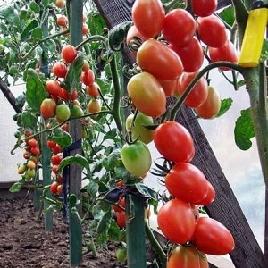 Paano palaguin ang isang tomato hybrid na Barberry sa iyong site at kung anong mga positibong katangian mayroon ito