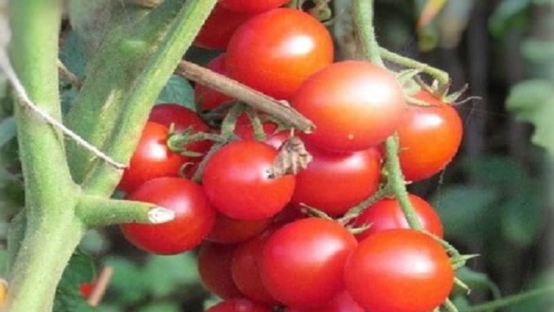 Paano palaguin ang isang tomato hybrid na Barberry sa iyong site at kung anong mga positibong katangian mayroon ito