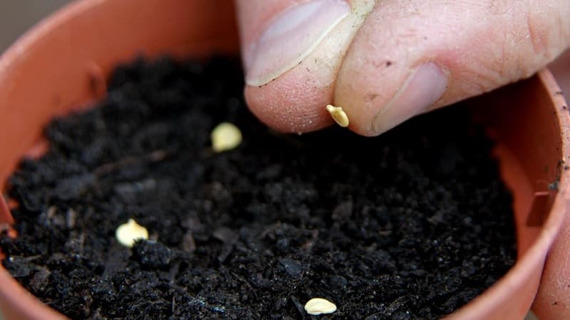 Wie Sie auf Ihrer Website eine Tomaten-Hybrid-Berberitze anbauen und welche positiven Eigenschaften sie hat