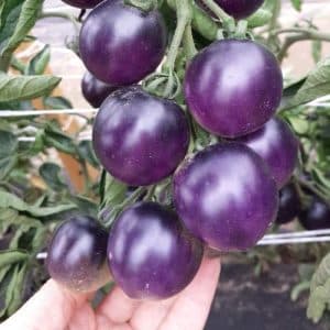 You won't believe your eyes when you see it - the Blue Bunch tomato f1 for lovers of exotic varieties