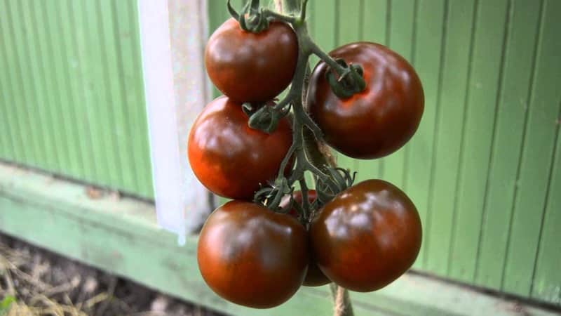 Segar yang indah dan sama baik dalam pemeliharaan - tomato Gourmand hitam dan asas penanaman varieti ini