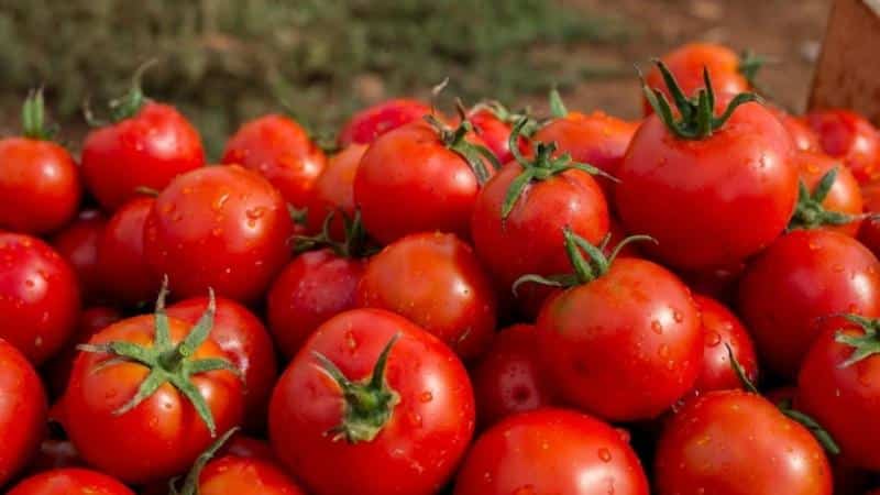 Características del cultivo del tomate híbrido Tornado.