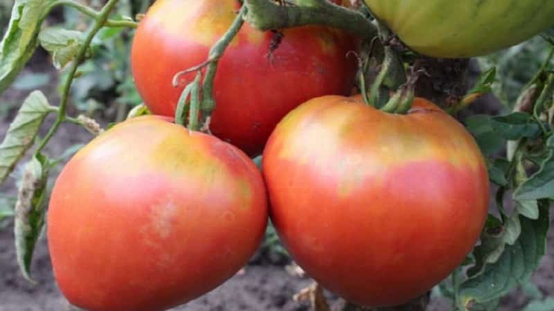 En sort med upåklagelig smag og aroma - King of London-tomaten: anmeldelser, fotos og plejehemmeligheder