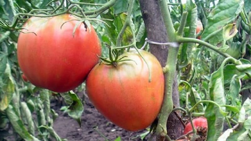 En sort med upåklagelig smag og aroma - King of London-tomaten: anmeldelser, fotos og plejehemmeligheder