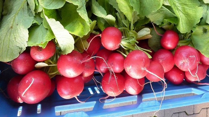 Suriin ang pinakamahusay na mga varieties ng labanos para sa bukas na lupa at greenhouses