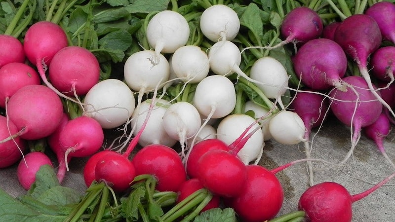 Suriin ang pinakamahusay na mga varieties ng labanos para sa bukas na lupa at greenhouses