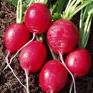 Suriin ang pinakamahusay na mga varieties ng labanos para sa bukas na lupa at greenhouses