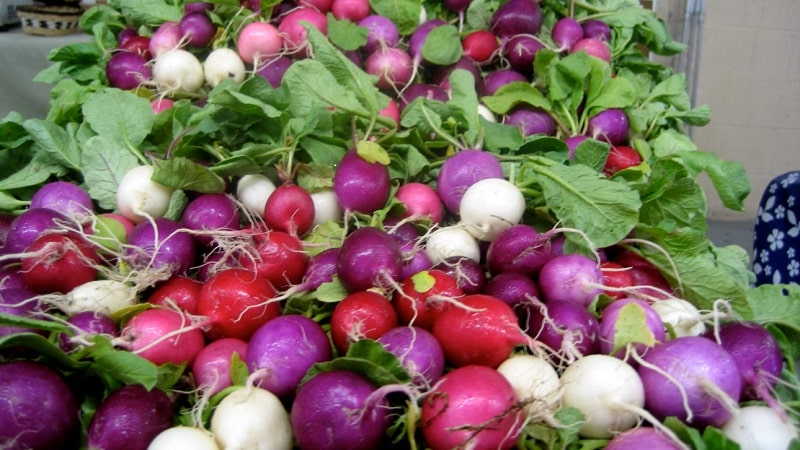 Suriin ang pinakamahusay na mga varieties ng labanos para sa bukas na lupa at greenhouses