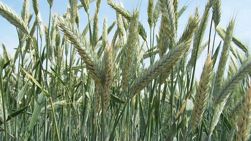 Què és el triticale, quin aspecte té i on s'utilitza?