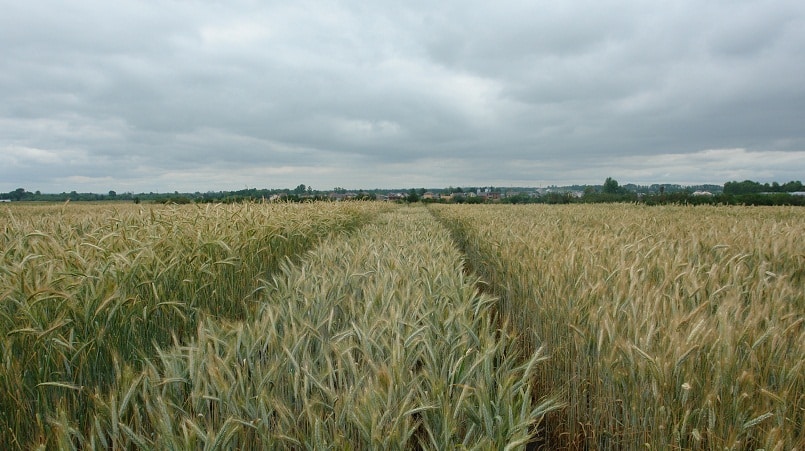 Wat is triticale, hoe ziet het eruit en waar wordt het gebruikt?