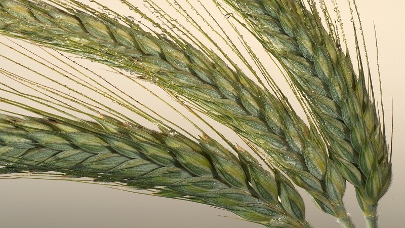 triticale คืออะไรมีลักษณะอย่างไรและใช้ที่ไหน?