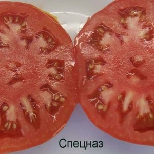 Tomato Spetsnaz, yang tahan terhadap cuaca buruk dan mempunyai hasil yang sangat baik: gambaran keseluruhan kepelbagaian dan nuansa penanaman