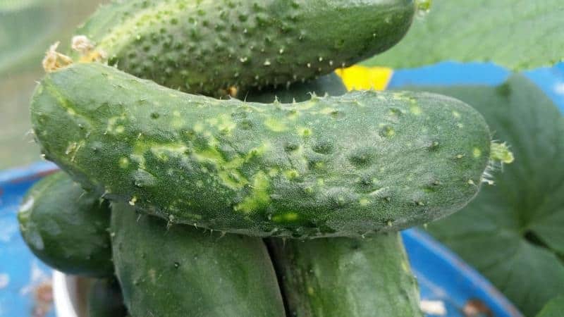 Causes and treatment of mosaic on cucumbers: we fight the disease effectively and prevent its occurrence