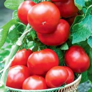 An excellent choice for those who want to get a rich early harvest of excellent tomatoes - tomato Bogata Khata F1