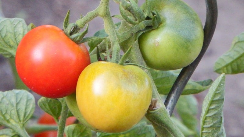 Ikke lunefuld at passe på, men samtidig rig på udbytte, Nice-tomaten: fotos, anmeldelser og voksende hemmeligheder