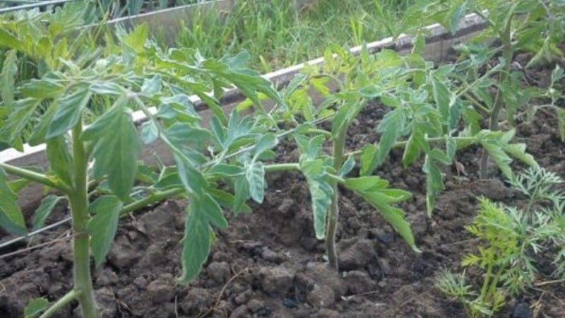 Hindi kapritsoso sa pag-aalaga, ngunit sa parehong oras na mayaman sa ani, ang Nice tomato: mga larawan, mga pagsusuri at lumalaking mga lihim