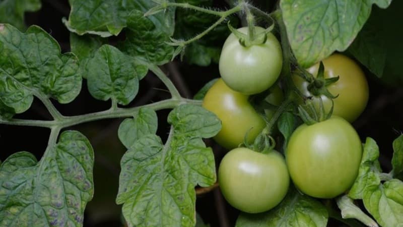 Hindi kapritsoso sa pag-aalaga, ngunit sa parehong oras na mayaman sa ani, ang Nice tomato: mga larawan, mga pagsusuri at lumalaking mga lihim